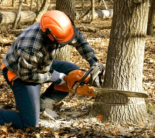 Tree Removal in Davis, OK